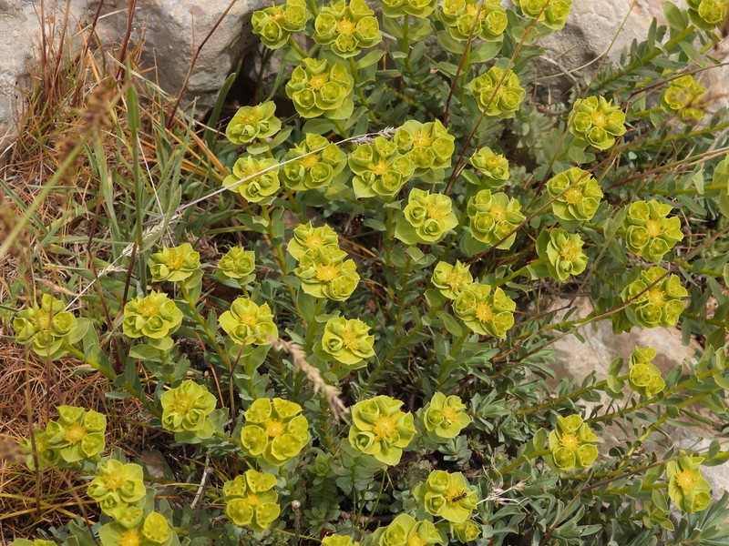 Euphorbia antilibanotica
