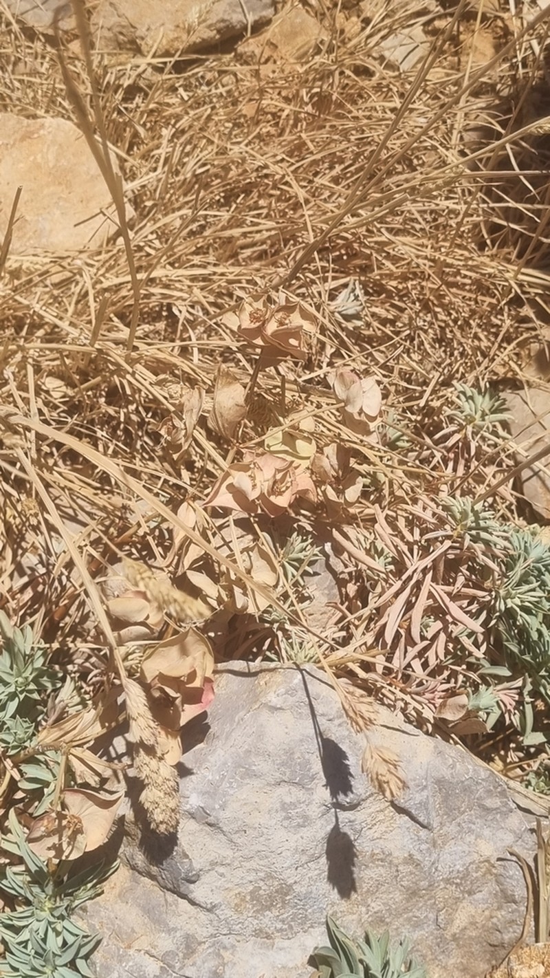Euphorbia antilibanotica photo 2