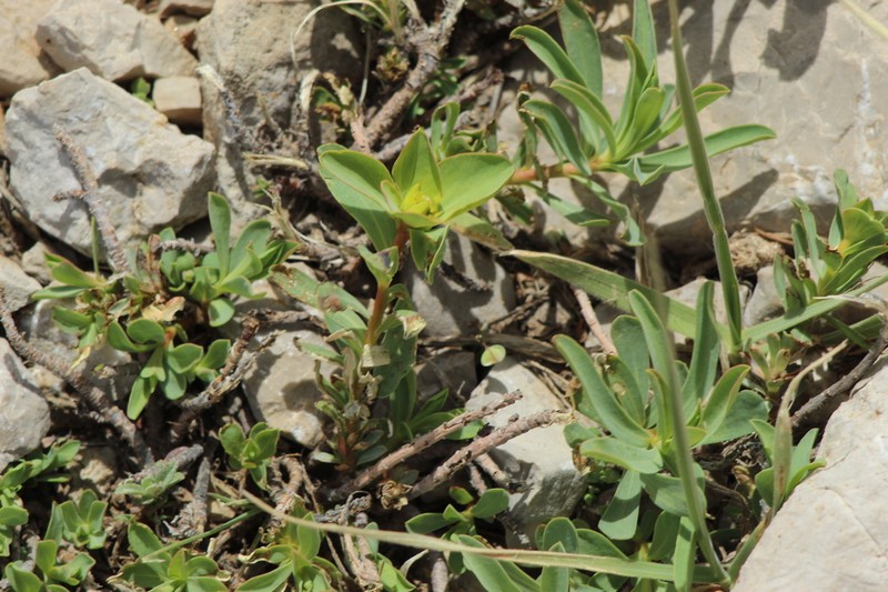 Euphorbia antilibanotica photo 3