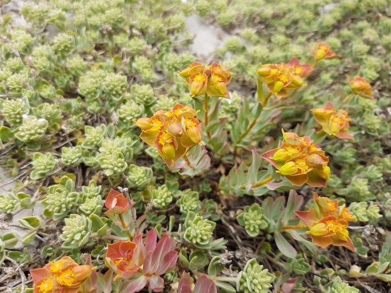 Euphorbia antilibanotica photo 4