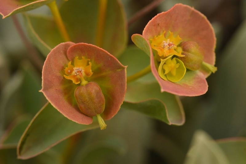 Euphorbia antilibanotica photo 5