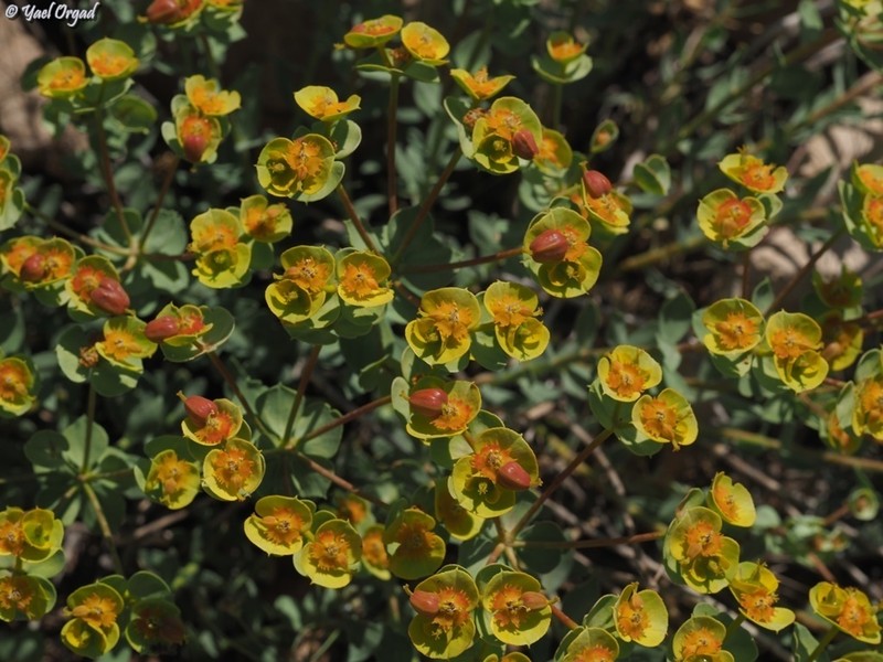 Euphorbia antilibanotica photo 6