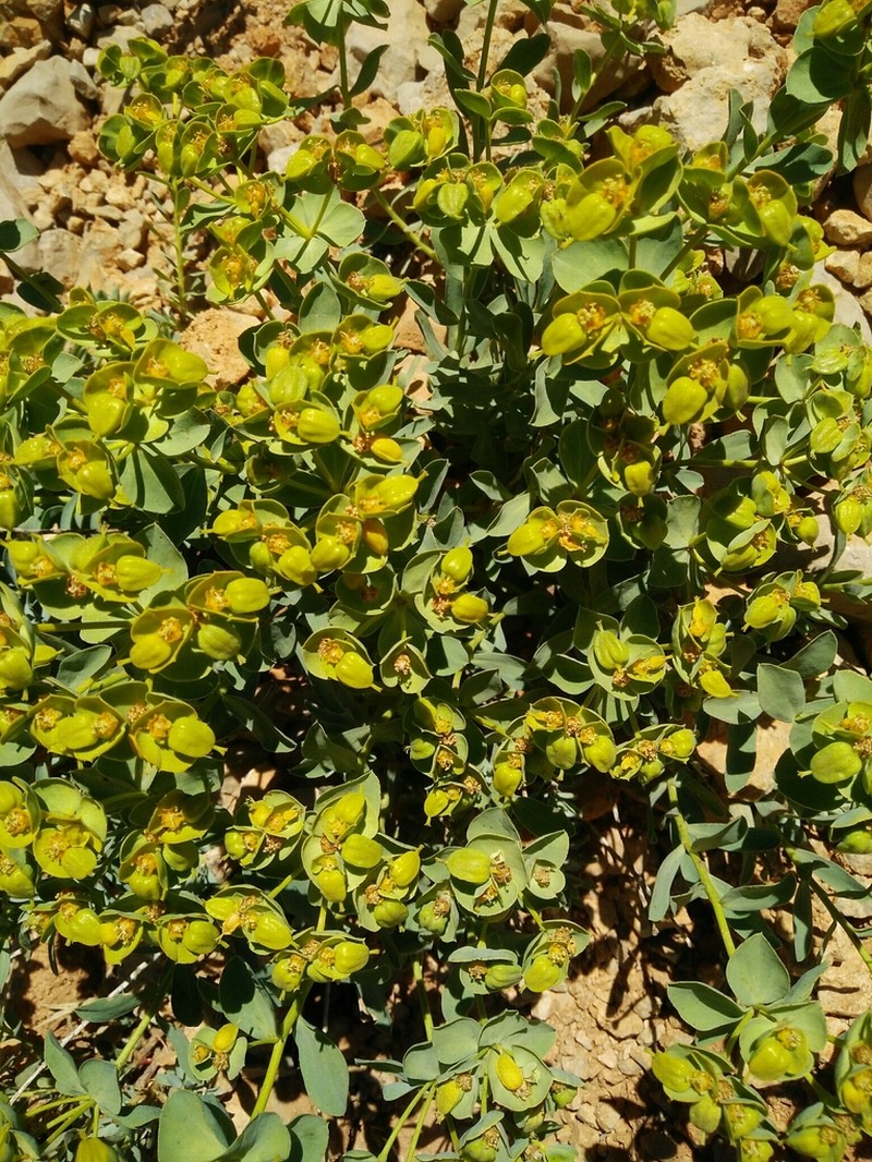 Euphorbia antilibanotica photo 7