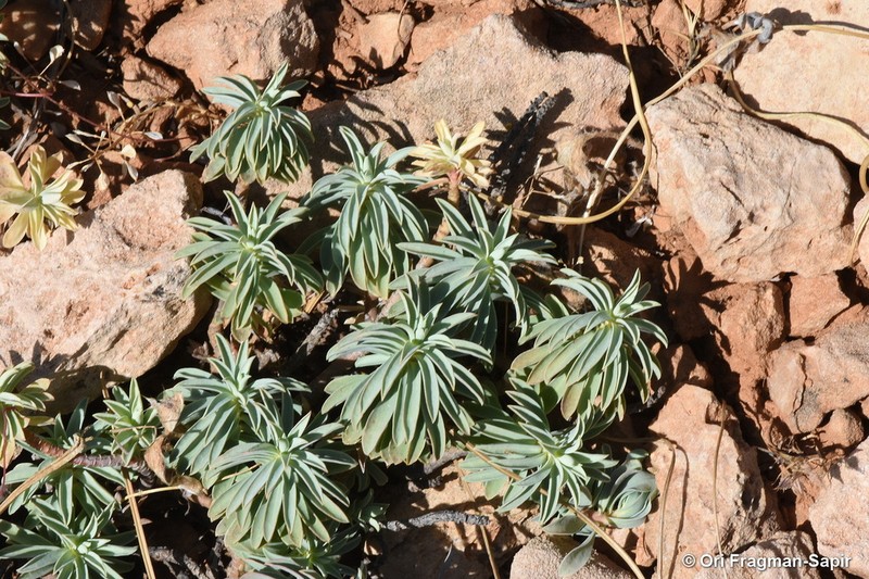 Euphorbia antilibanotica photo 8