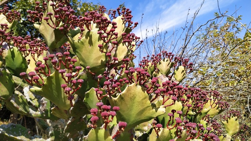 Euphorbia antiquorum photo 3