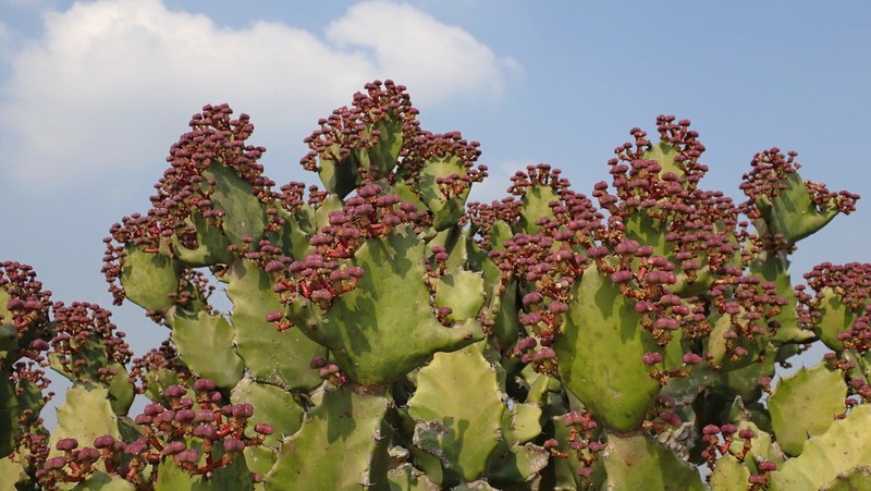 Euphorbia antiquorum photo 4