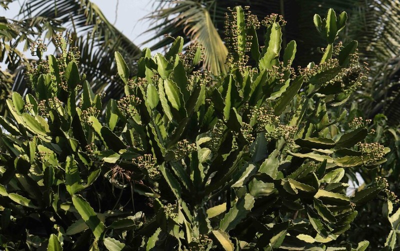 Euphorbia antiquorum photo 5