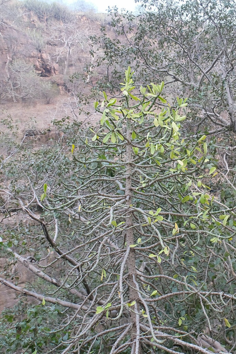 Euphorbia antiquorum photo 6