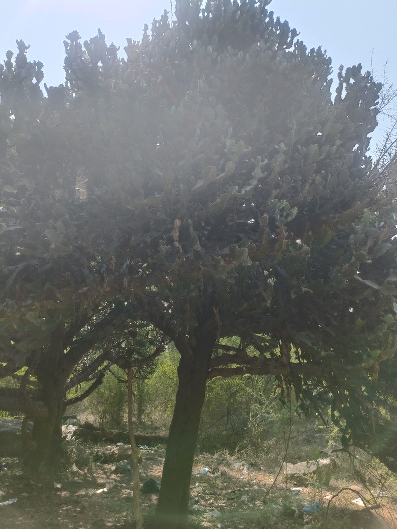 Euphorbia antiquorum photo 7