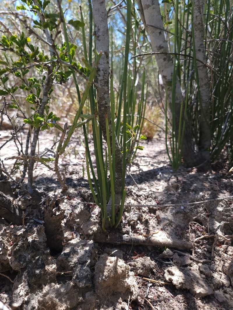 Candelilla