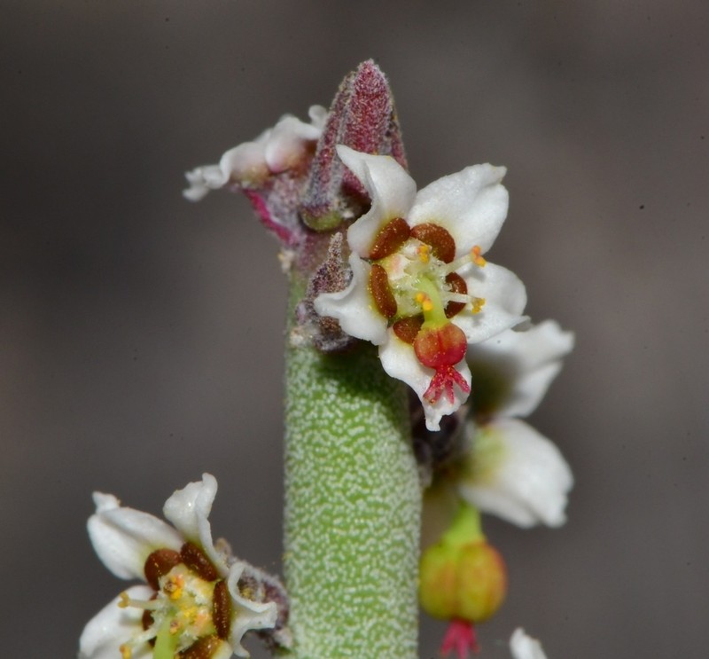 Candelilla photo 2