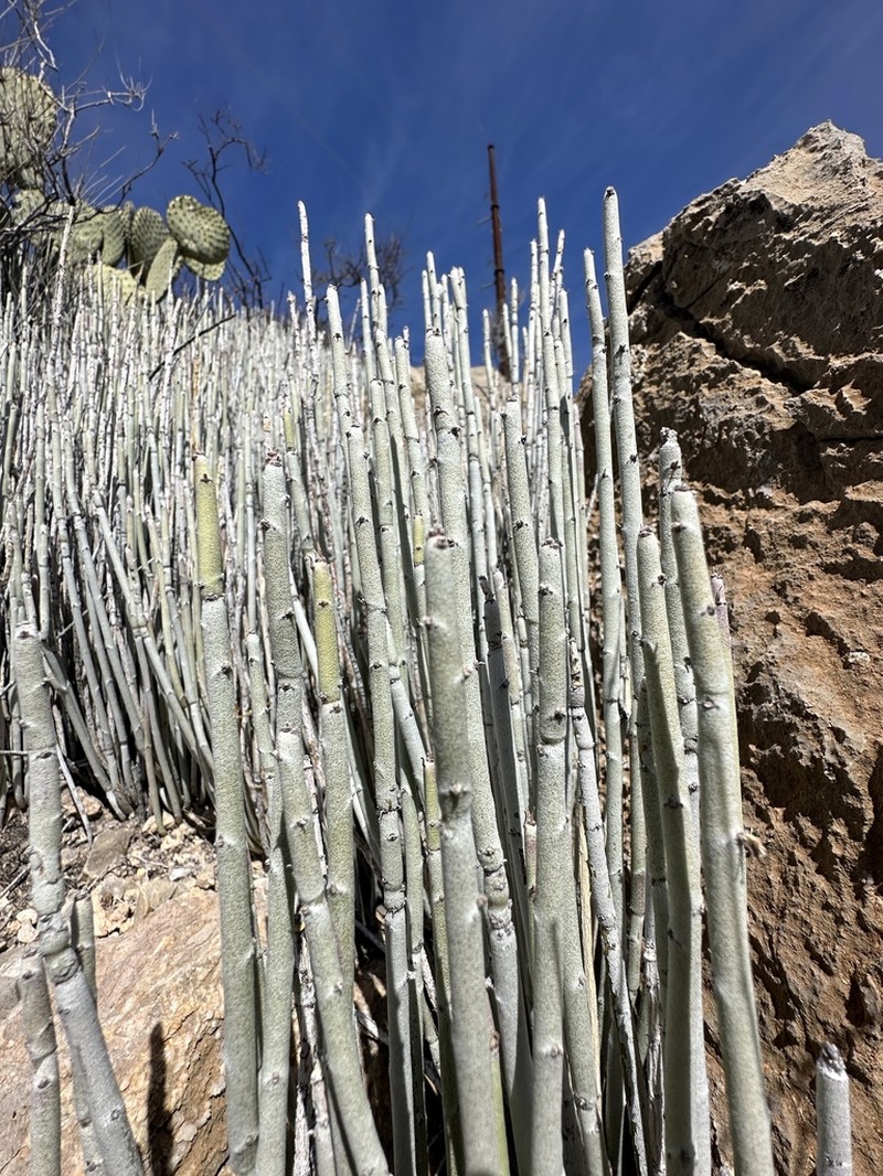 Candelilla photo 3