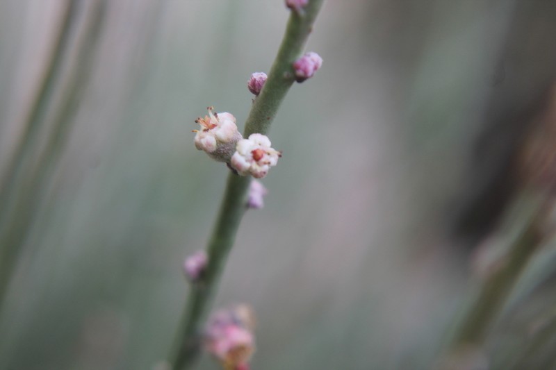 Candelilla photo 4