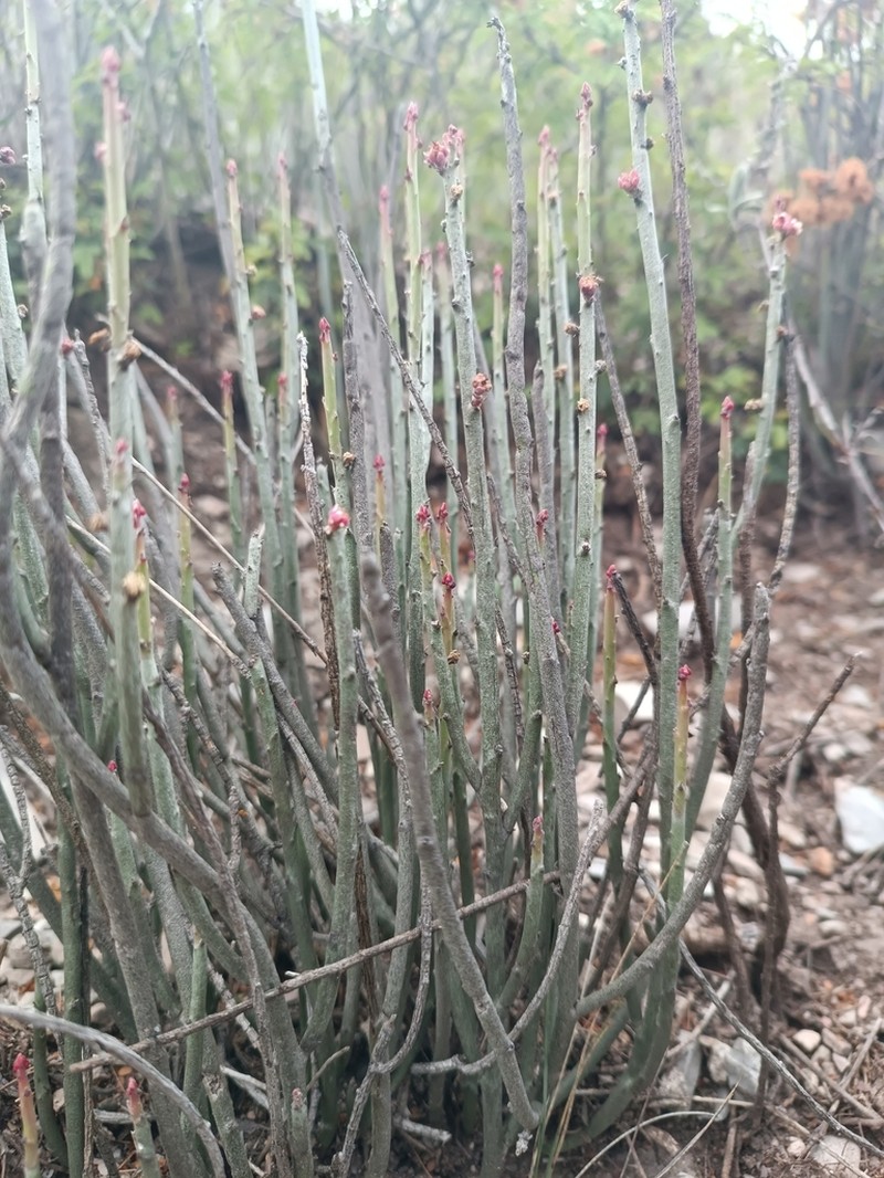 Candelilla photo 5