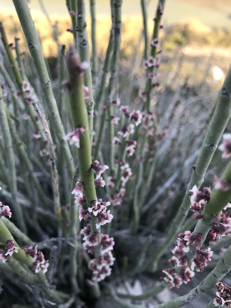 Candelilla photo 6