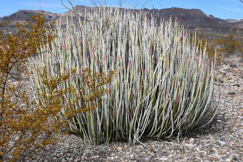 Candelilla photo 7