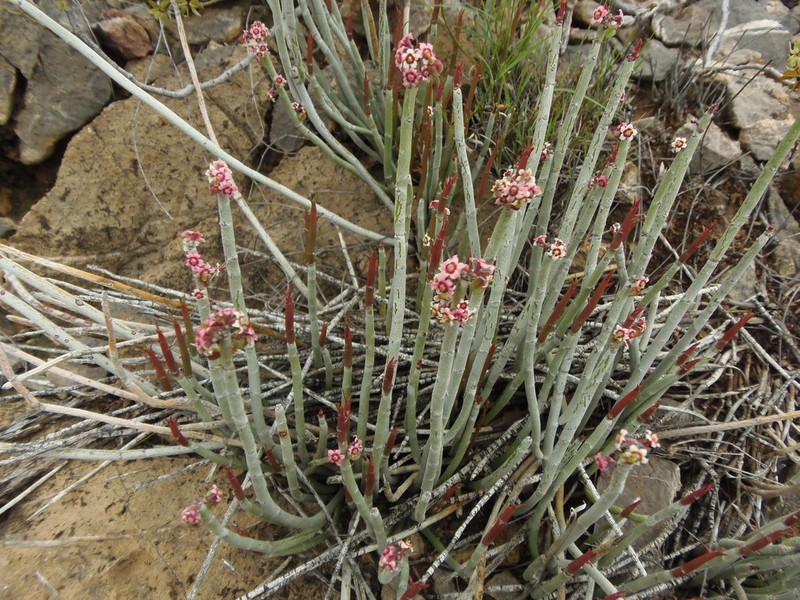 Candelilla photo 8