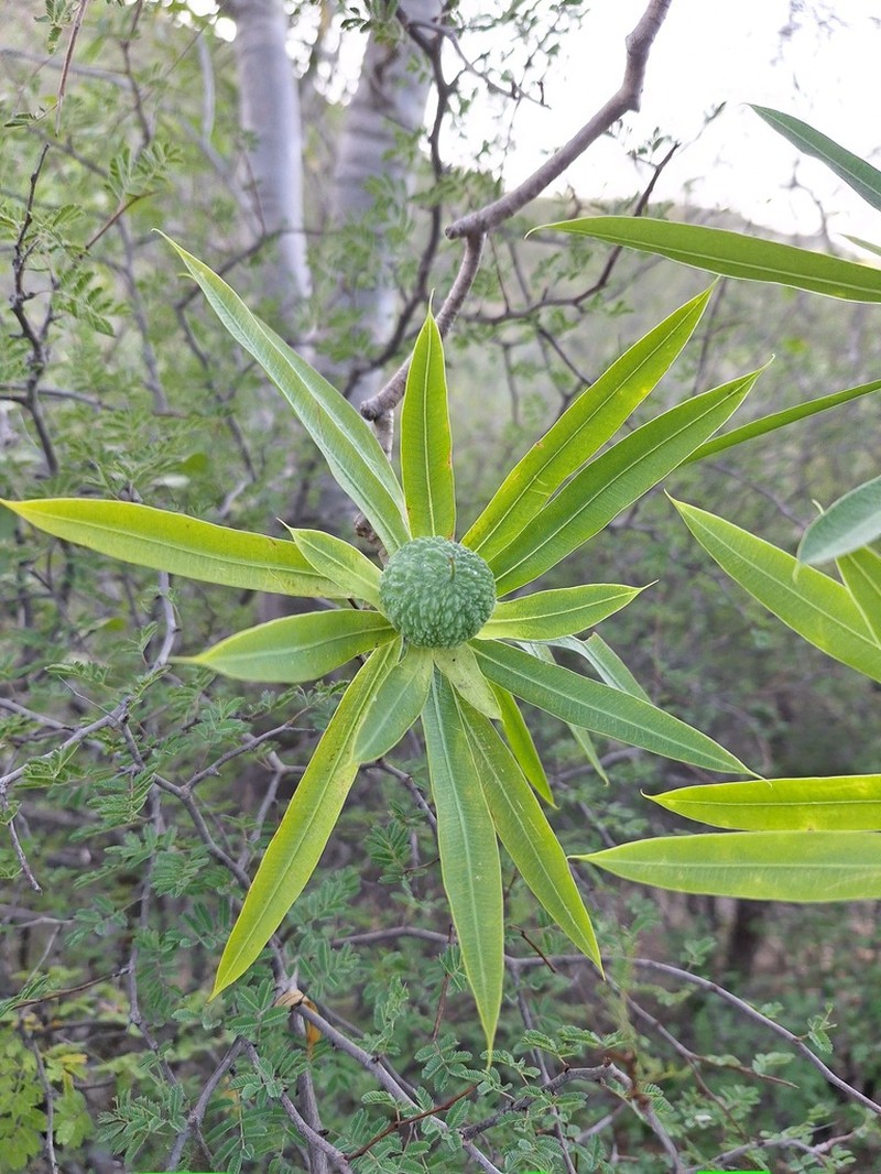 Euphorbia antso photo 2
