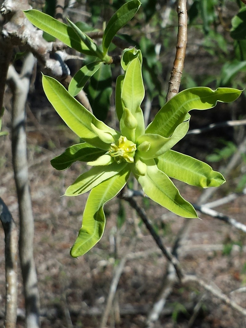 Euphorbia antso photo 3