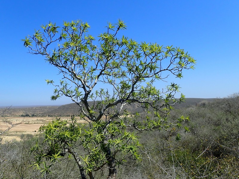 Euphorbia antso photo 4