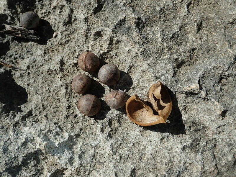 Euphorbia antso photo 5
