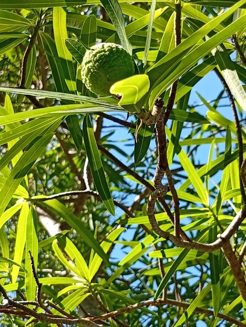 Euphorbia antso photo 6