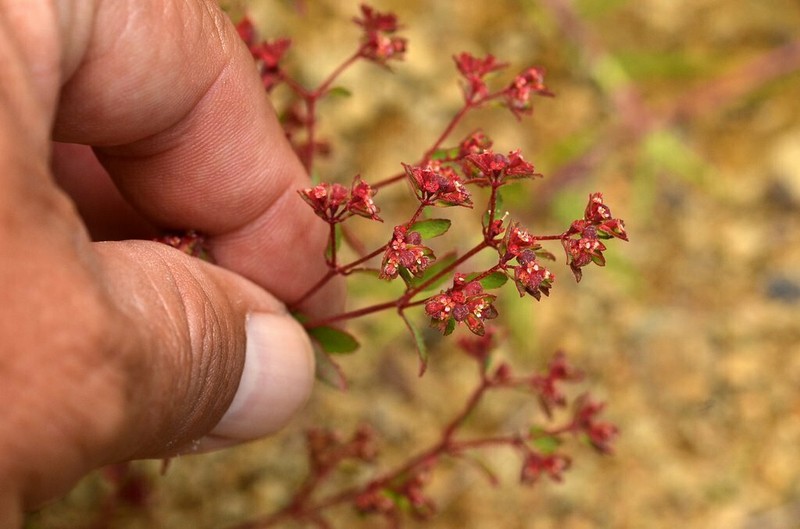 Euphorbia anychioides