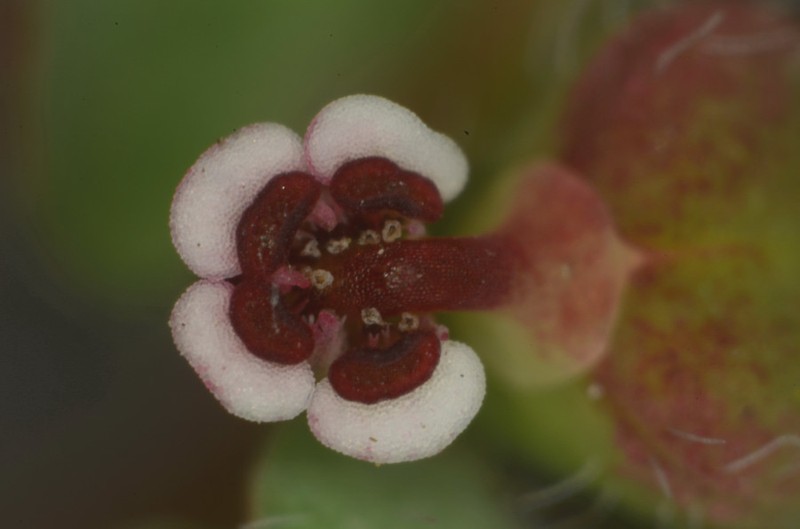 Euphorbia anychioides photo 2
