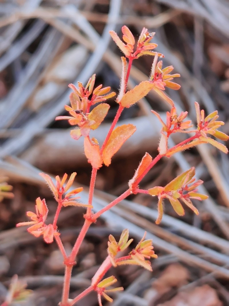 Euphorbia anychioides photo 3
