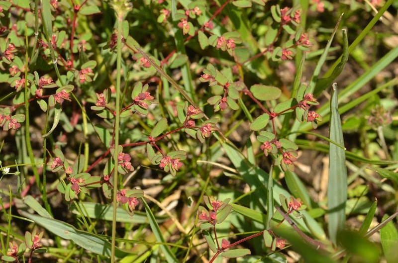 Euphorbia anychioides photo 4