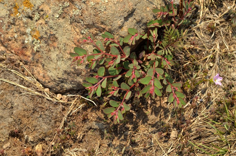 Euphorbia anychioides photo 5