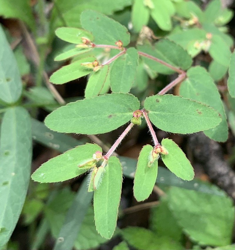 Euphorbia anychioides photo 6