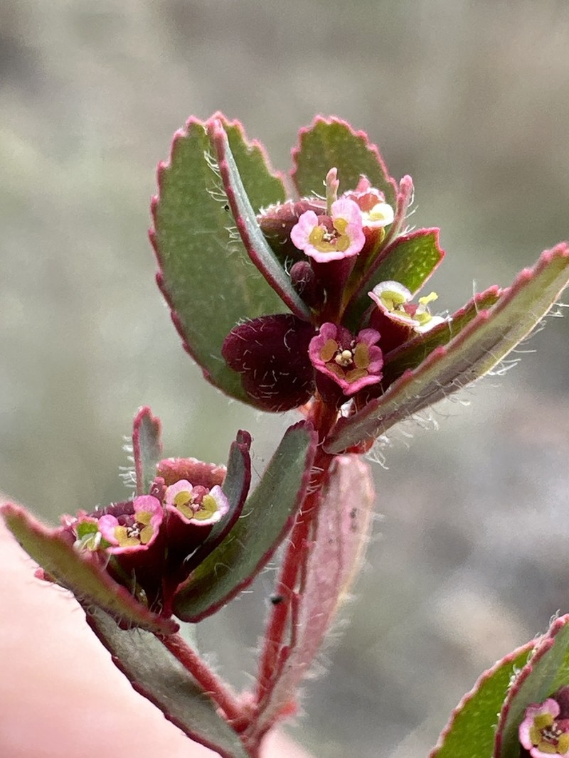 Euphorbia anychioides photo 7