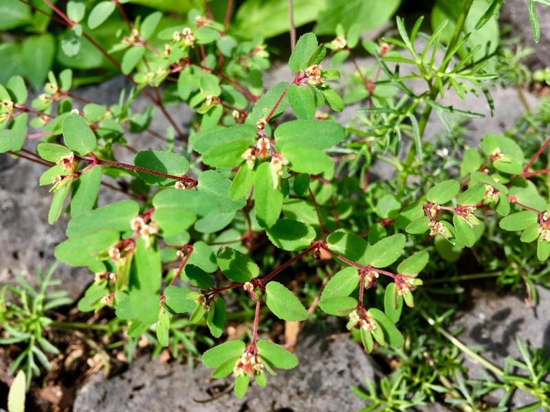 Euphorbia anychioides photo 8