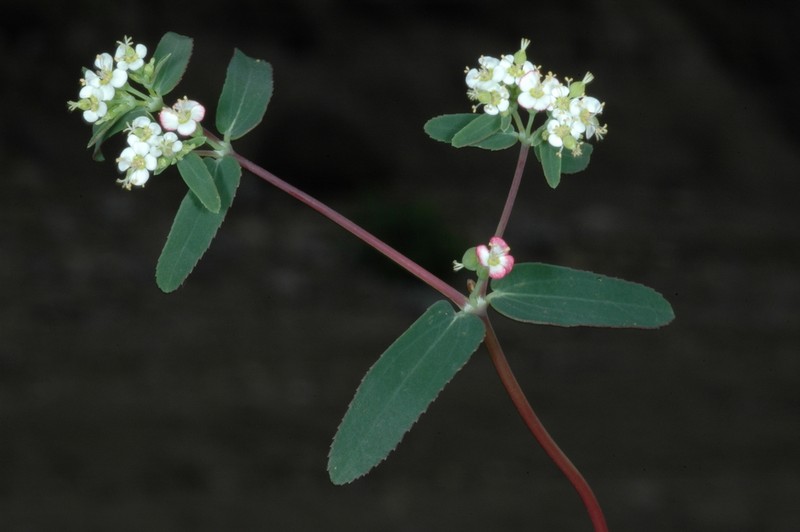 Euphorbia apatzingana