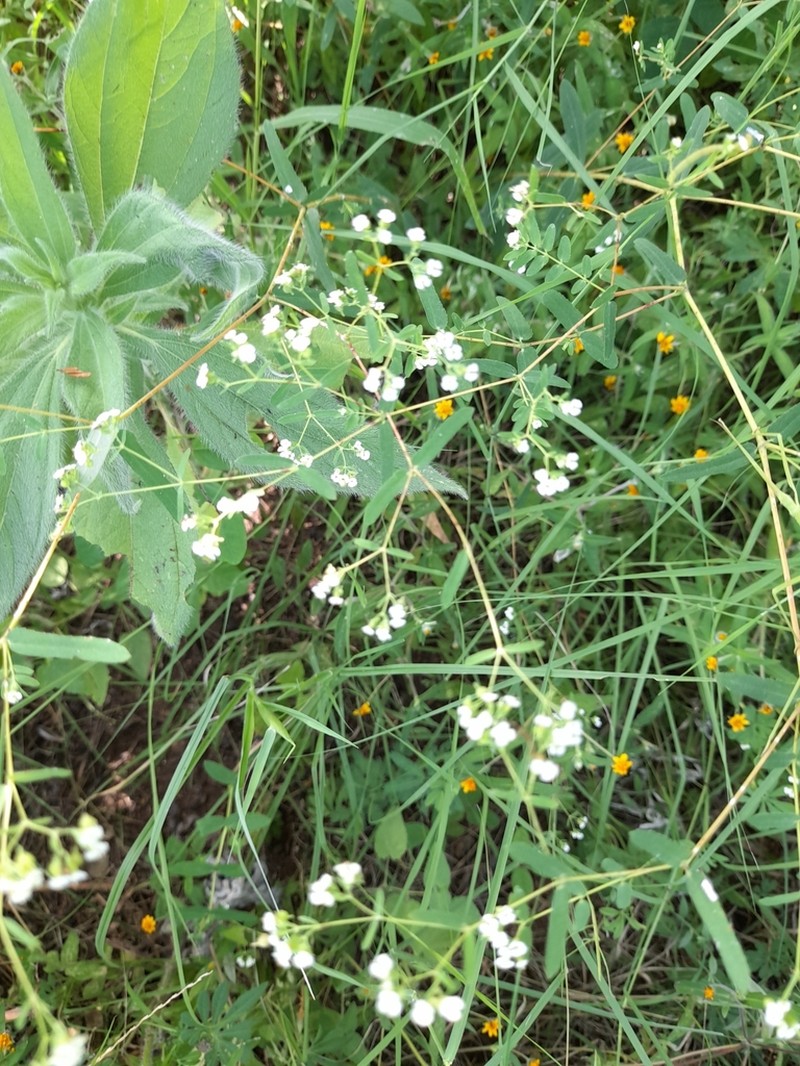 Euphorbia apatzingana photo 2