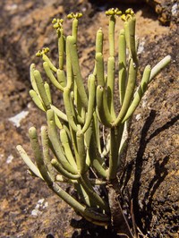 Euphorbia aphylla