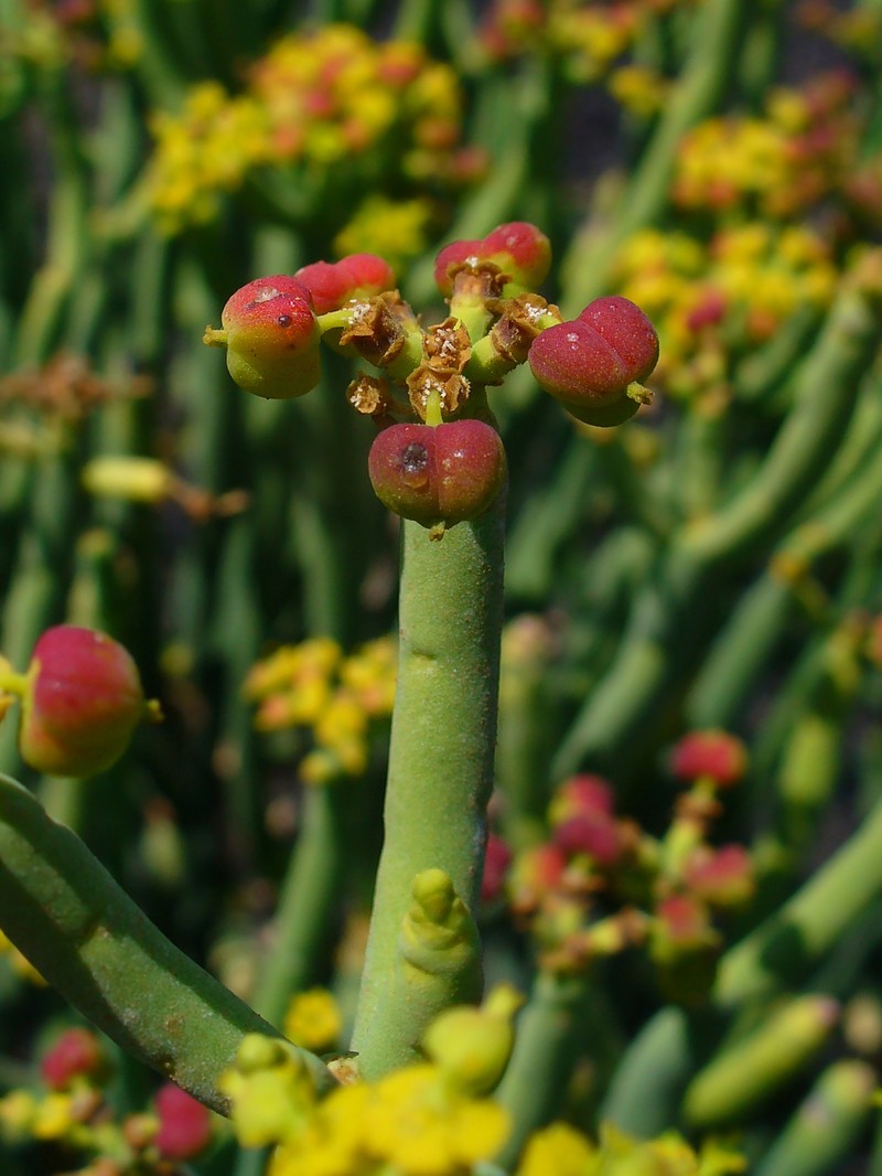 Euphorbia aphylla photo 2