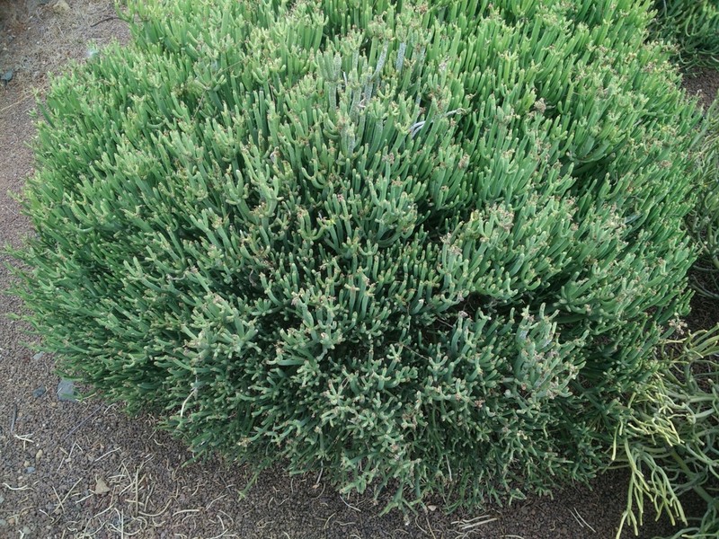 Euphorbia aphylla photo 3