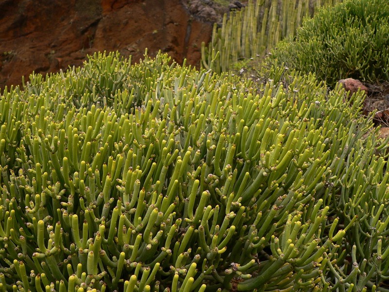 Euphorbia aphylla photo 4