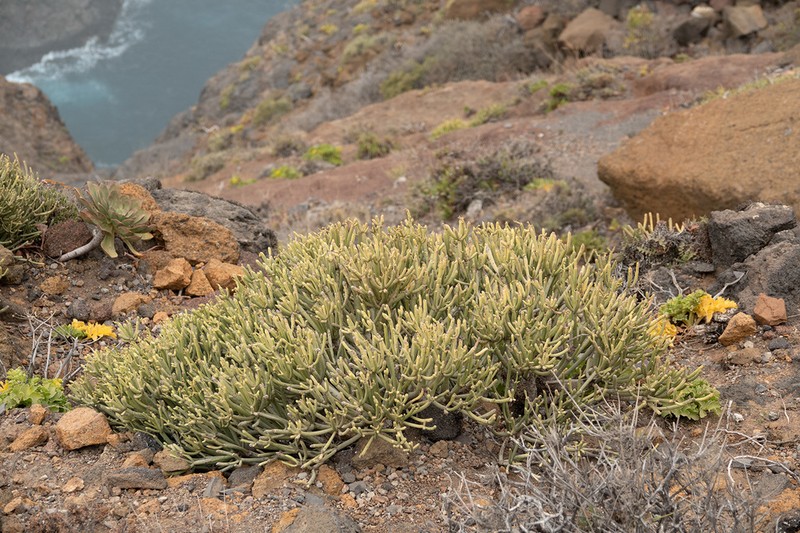 Euphorbia aphylla photo 5