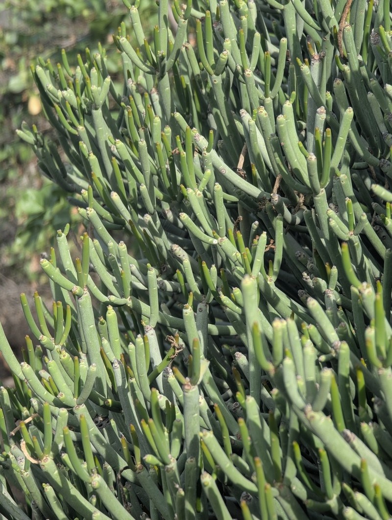 Euphorbia aphylla photo 6