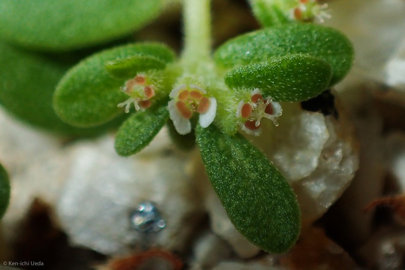 Euphorbia apicata