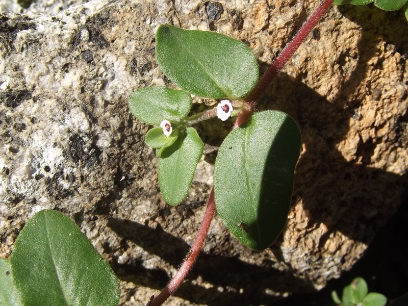 Euphorbia apicata photo 3
