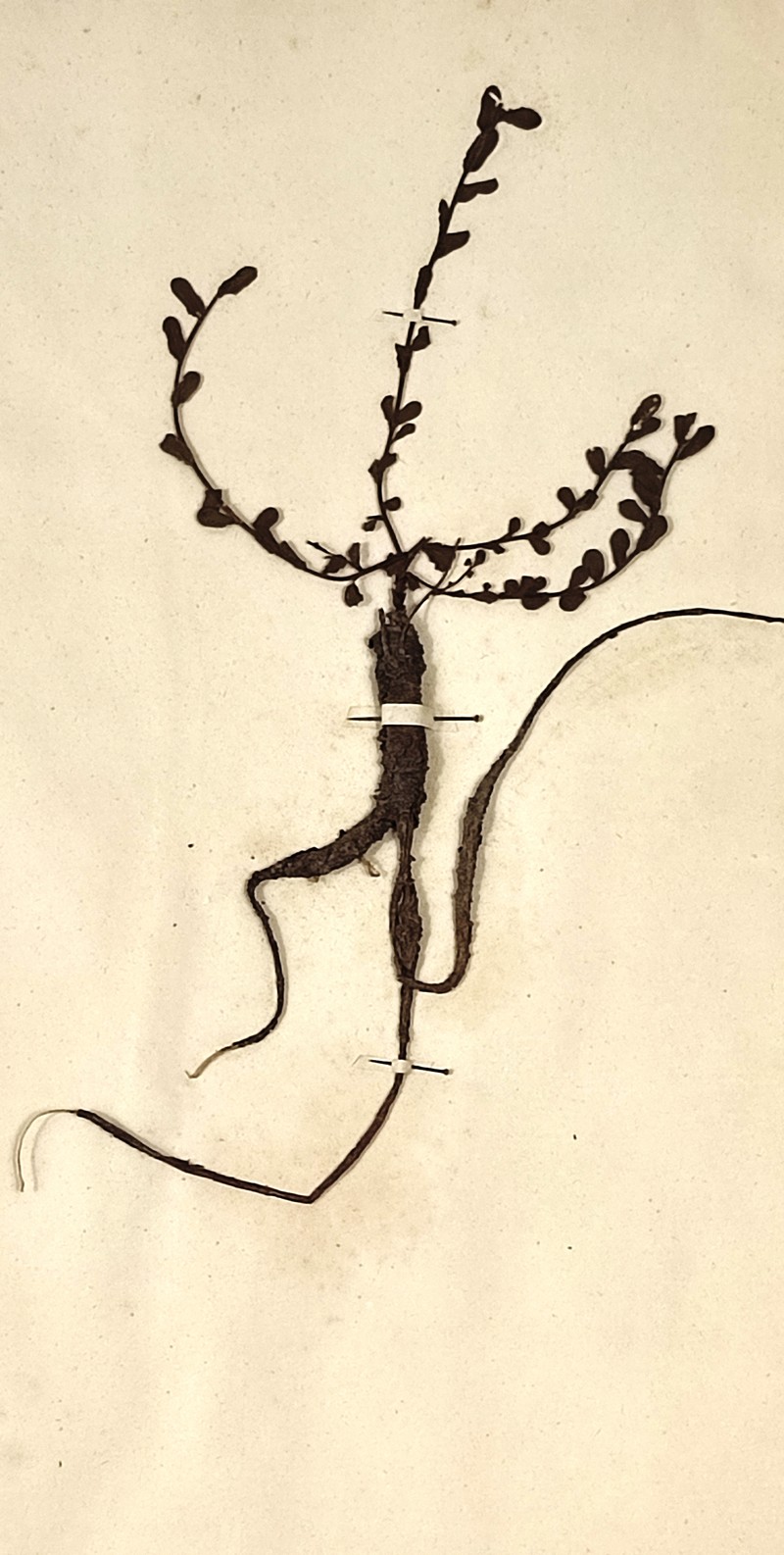 Euphorbia apios