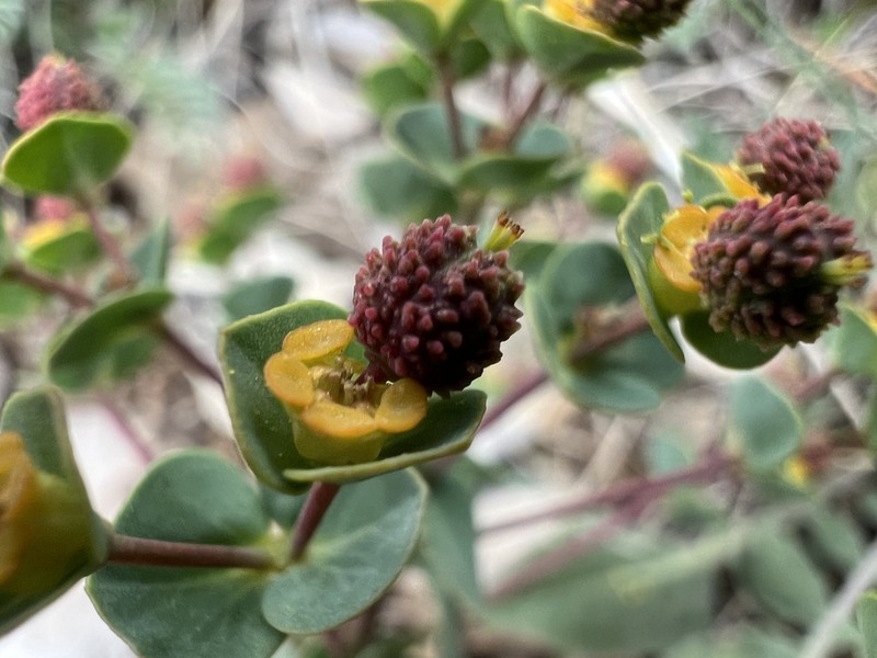Euphorbia apios photo 2