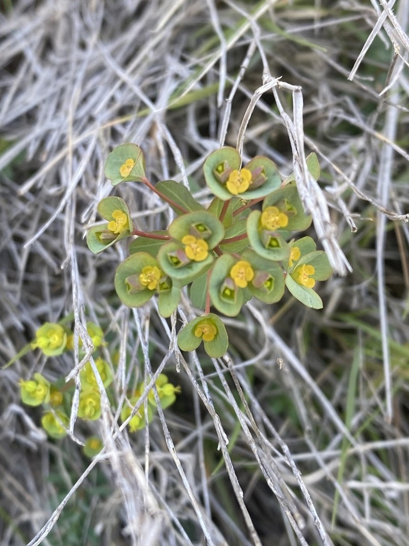 Euphorbia apios photo 3