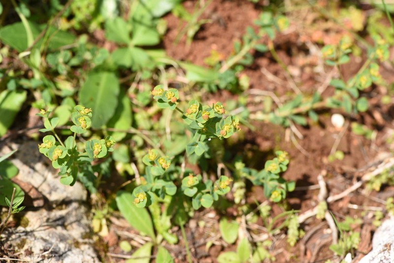 Euphorbia apios photo 5