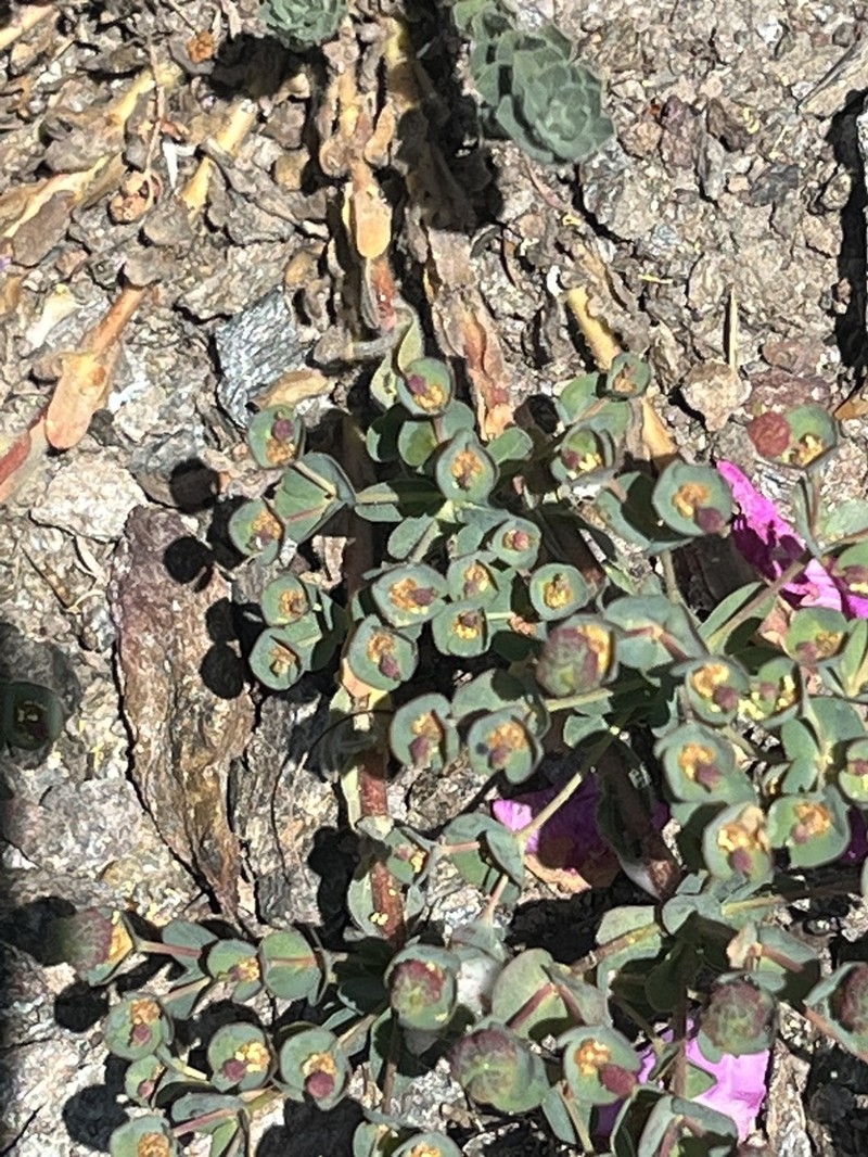 Euphorbia apios photo 7