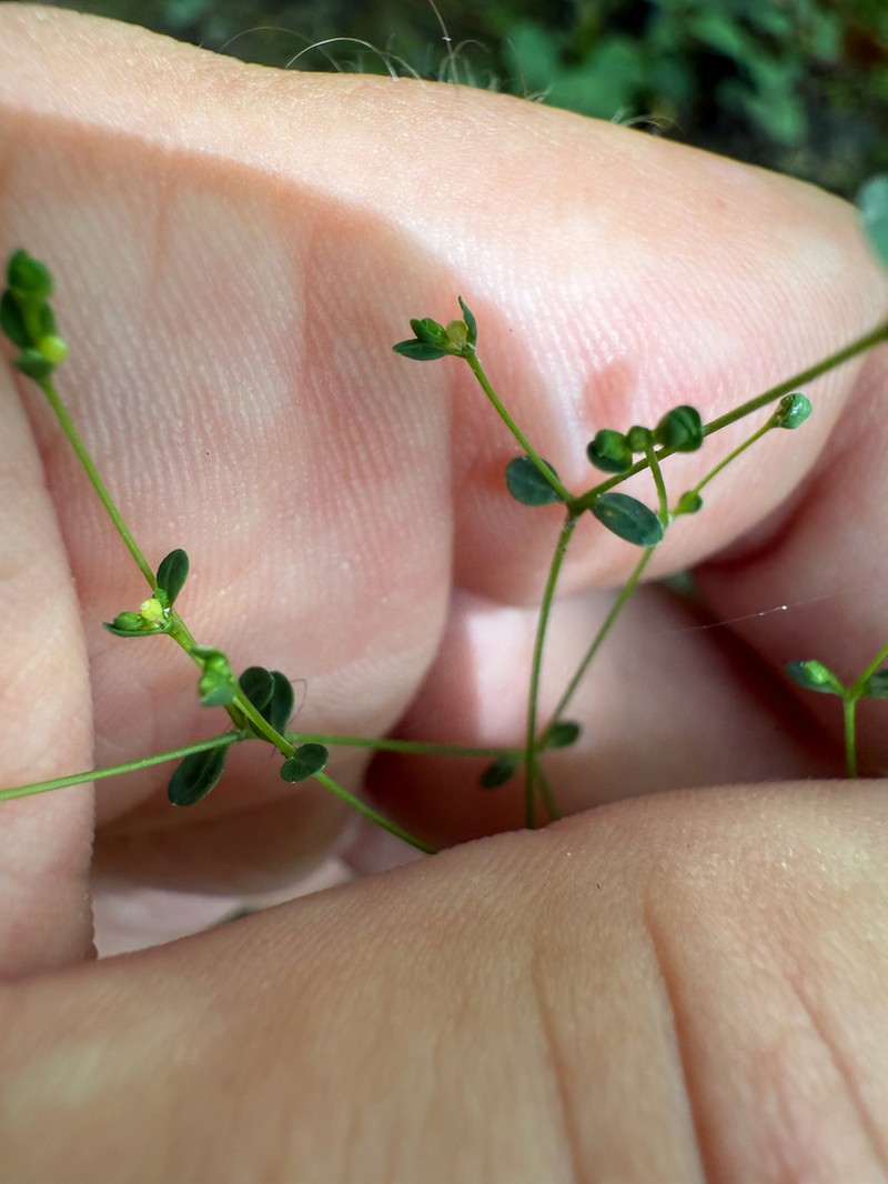 Euphorbia apocynifolia